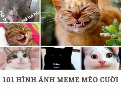 Meme Mèo Cười Nhe Răng Biểu Cảm Độc Đáo Năm 2026