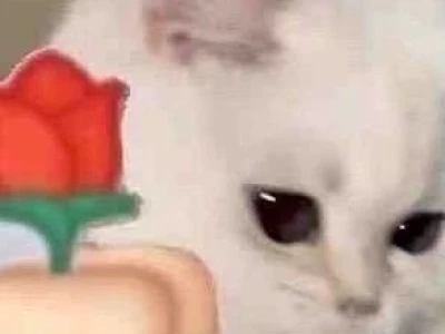 Meme tặng hoa: Khoảnh khắc hài hước gửi trọn yêu thương