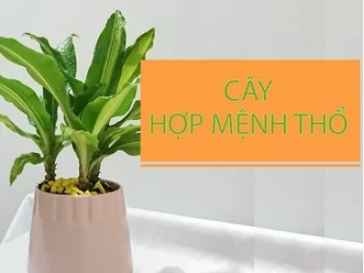 Mệnh Thổ Nên Trồng Cây Gì Trước Nhà Để Thu Hút Tài Lộc 2026?