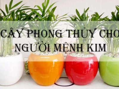 Người mệnh Kim nên trồng cây gì để hút tài lộc và may mắn năm 2026