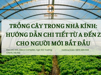 Nhà Kính Trồng Cây: Hướng Dẫn Chi Tiết Ưu Nhược Điểm Và Lưu Ý