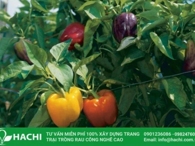 Ớt chuông trồng tháng mấy thu hoạch hiệu quả kinh tế cao?