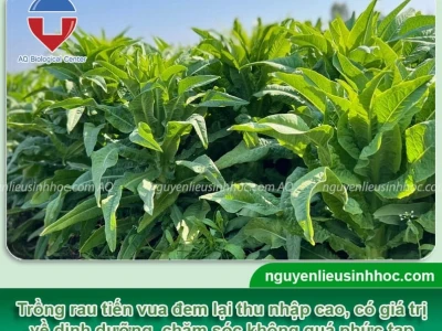 Rau Tiến Vua Trồng Ở Đâu? Khám Phá Nguồn Gốc Và Cách Trồng