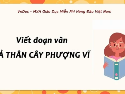 Thân cây phượng như thế nào? Đặc điểm và vai trò trong đời sống
