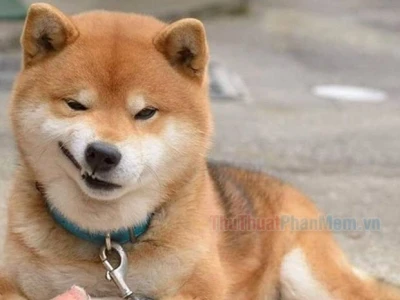 Tổng hợp meme hài cười đỉnh cao, giải trí không giới hạn