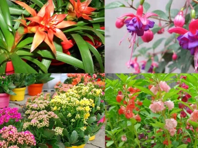 Top 20+ Cây Ưa Bóng Râm Trồng Trong Nhà Tuyệt Đẹp
