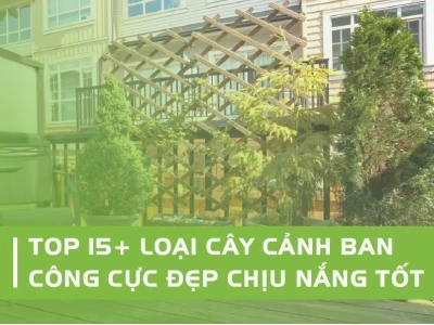 Top 24+ Cây Trồng Ban Công Chịu Nắng Tốt, Thanh Lọc Không Khí
