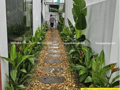 Top Cây Trồng Hàng Rào Thấp: Vẻ Đẹp và Công Năng Cho Không Gian Sống