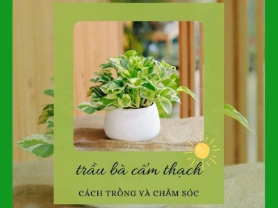 Trầu Bà Cẩm Thạch: Ý Nghĩa Phong Thủy và Cách Trồng Chi Tiết