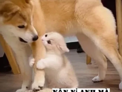 Trọn bộ 50+ Meme Năn Nỉ Xin Xỏ Hài Hước Nhất 2026