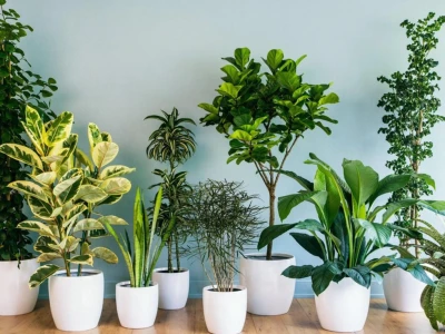 Trồng cây phong thủy trước nhà: Thu hút tài lộc và vượng khí