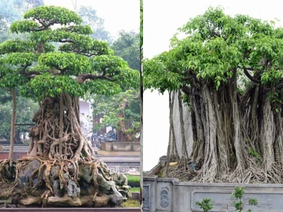Trồng cây si trước nhà có tốt không? Hướng dẫn chọn vị trí và ý nghĩa phong thủy