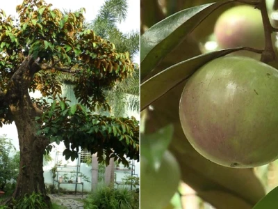 Trồng cây vú sữa trước nhà có tốt không? Lợi ích phong thủy