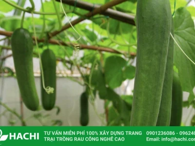 Trồng dưa chuột tại nhà: Hướng dẫn chi tiết từ A-Z cho người mới bắt đầu