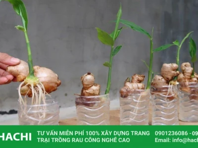 Trồng gừng thủy canh tại nhà: Hướng dẫn chi tiết cho người mới bắt đầu