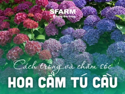 Trồng hoa Cẩm Tú Cầu Miền Bắc: Hướng Dẫn Chi Tiết Từ A-Z
