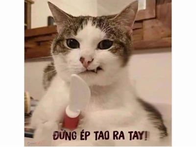Tuyển tập ảnh meme hài hước đỉnh cao 2026